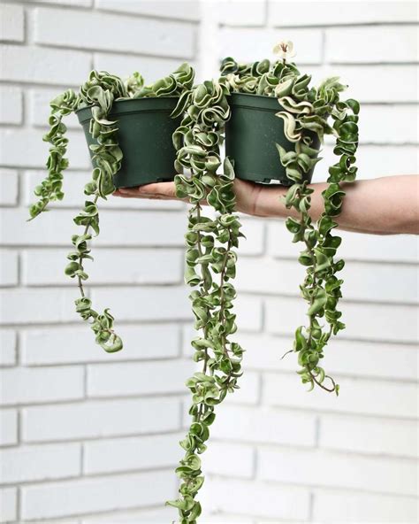 Meet Jade Adams - CanvasRebel Magazine