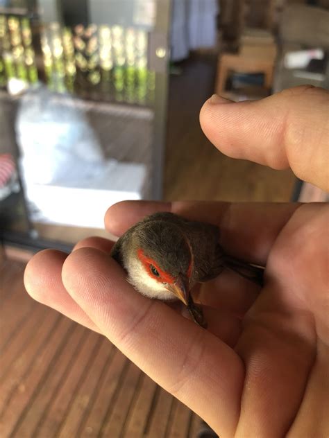 This little bird just flew into my window and survived. Was wondering