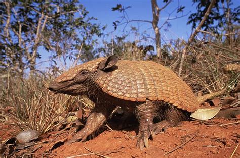 Yellow Armadillo (Chlamyphoridae, Mammals)