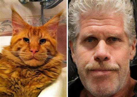 People Shared 25 Hilarious “Celebrity Lookalikes" That Are Surprisingly ...