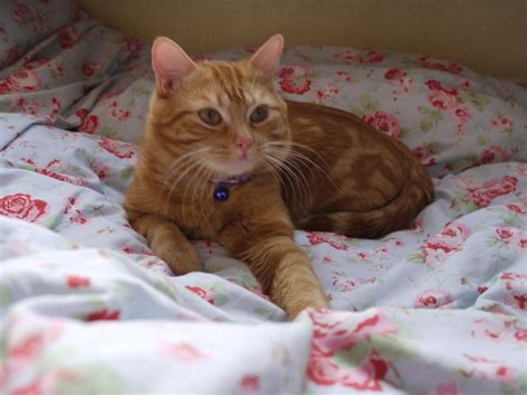 The Fifth Anniversary | Isobel (and Cat)'s Blog