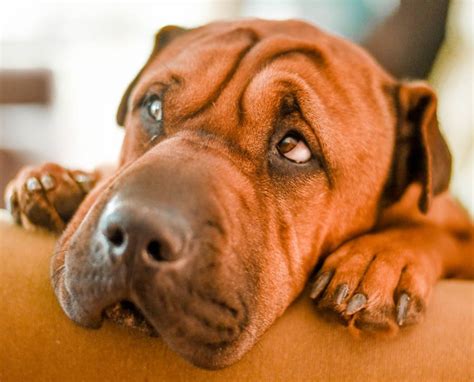 Why Does My Dog Squint At Me? - Explanation - All About Pets