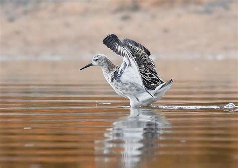 Турухтан (лат. Philomachus pugnax)