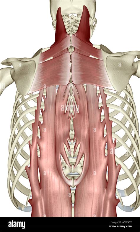 muscles deep  david mcgraw blog