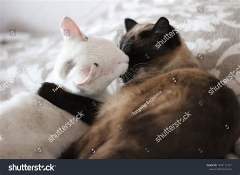 1,090 2 Siamese Cats Kittens Stock Photos, Images & Photography ...