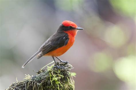 Vermilion Flycatcher Bird Facts - Pyrocephalus obscurus - A-Z Animals