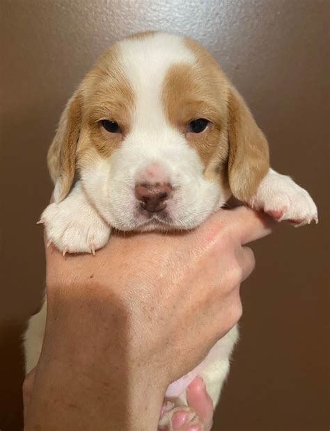 Stephanie Harding Sidekick Beagles - Beagle Puppies For Sale In Oak Hill, WV - Born on 06/01/2024