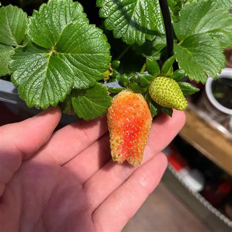 🏖 10 Benefits of Having a Beach Strawberry