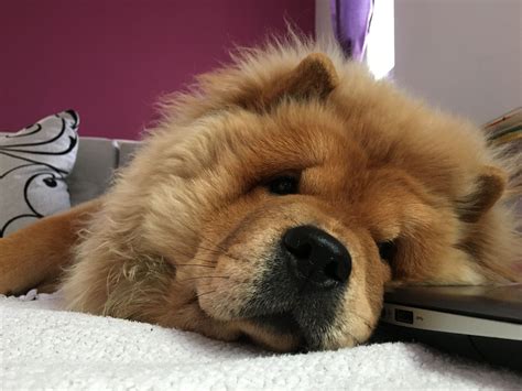 Freddie chow chow