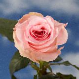 solid pink  day roses globalrose wholesale roses