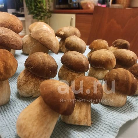 Белые грибы — купить в Красноярске. Грибы на интернет-аукционе Au.ru