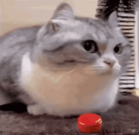 Komaru Comaru GIF – Komaru Comaru Komaru cat – odkrywaj i udostępniaj GIF-y