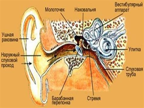 Отит: лечение народными средствами для взрослых и детей, какие средства ...