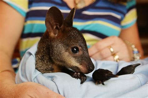 9 Unconventional Pets You Can Actually Own | Cute animals, Baby animals ...