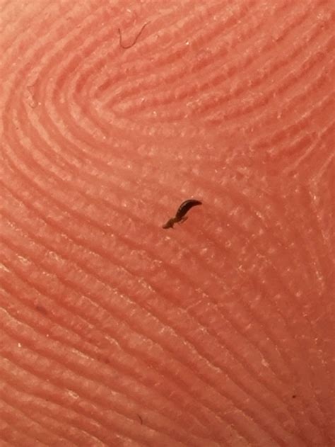 Unknown spots pest or spores? | 420 Magazine