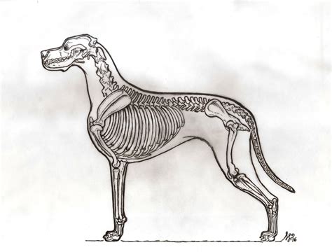 Dog Skeleton Sketch at PaintingValley.com | Explore collection of Dog