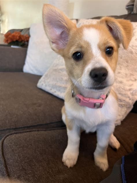 My corgis hair is blowing out, and I have enough to just about make a