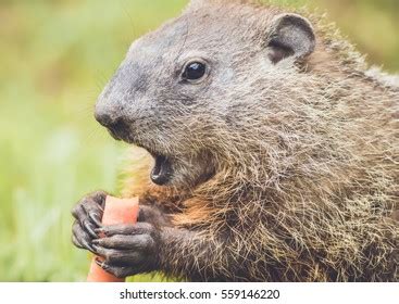 91 Groundhog With Mouth Open Images, Stock Photos & Vectors | Shutterstock