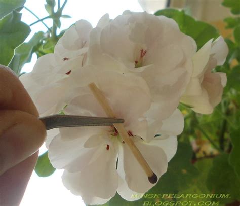 Пеларгония на все времена: White Pearl