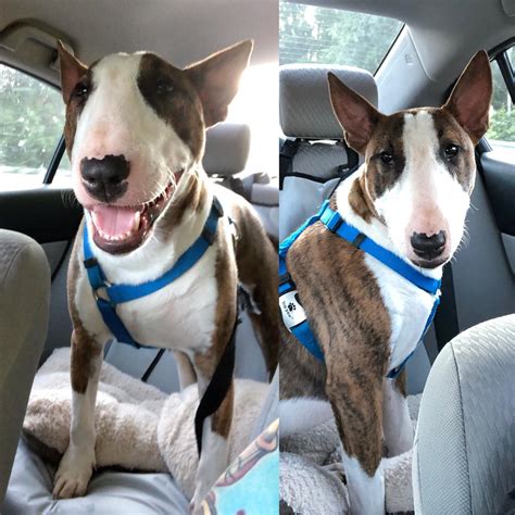 Everyone meet Rocket - number 5 in the pack! We rescued this beautiful