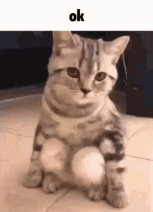 Ok Cat GIF - Ok Cat I Dont Care - Discover & Share GIFs