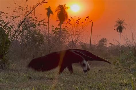Habitat Do Tamandua Bandeira - Tamanduá-bandeira compõe cenário mágico de cores e sons do Pantanal