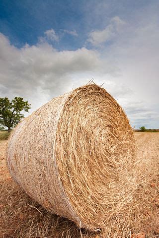 Moisture levels and hay | Climate and Agriculture in the Southeast