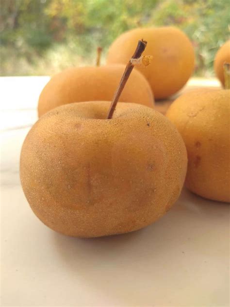 Best Time to Enjoy Asian Pears - GreenThumbsGuide