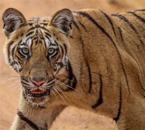 Wildlife Photography of TigerFree Stock Photo