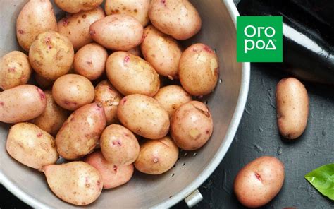 Чем отличается обычная картошка от семенной
