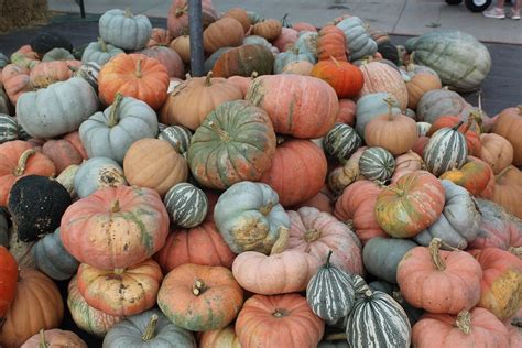 Pumpkins Johnson Farms Plants And - Free photo on Pixabay