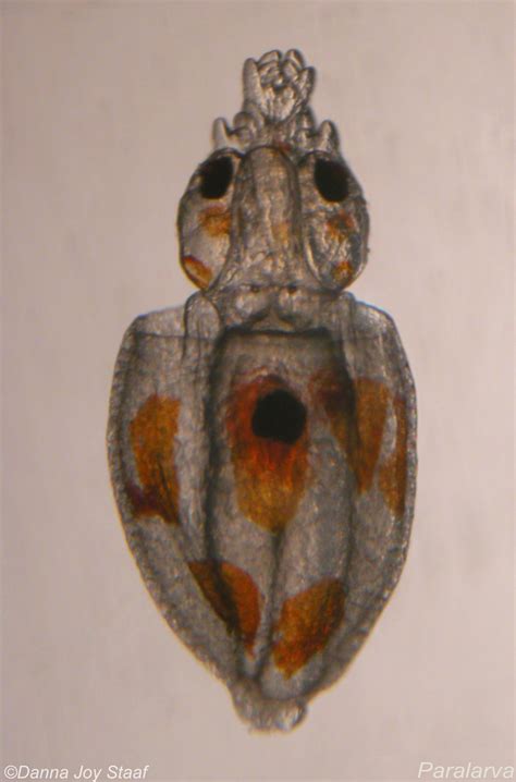 Dosidicus gigas | Zooplankton Guide