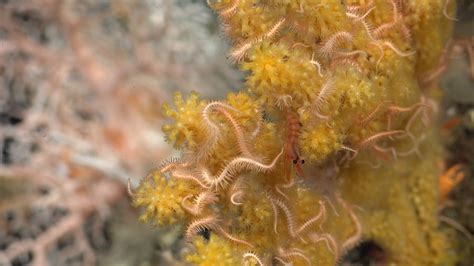 Take a look at the thousand-year-old deep-sea coral reefs untouched by