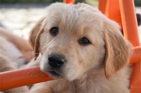 70,000+ Free Golden Retriever Cartoon Images & Golden Retriever Images ...
