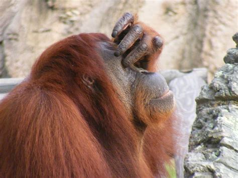 Ultimate Facepalm | Extinction, Species, Lives matter
