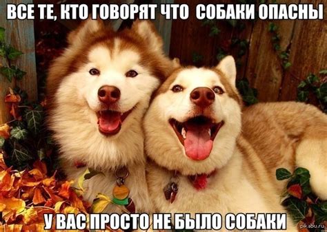 Собаки | Пикабу