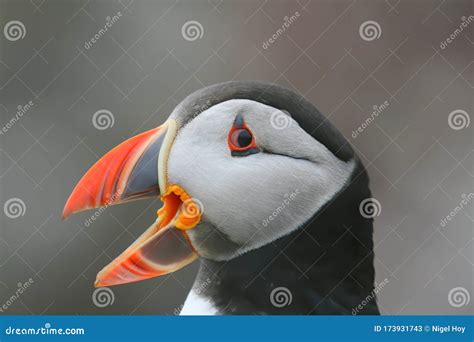 Atlantic Puffin with Beak Open Stock Image - Image of coastal, seabird ...