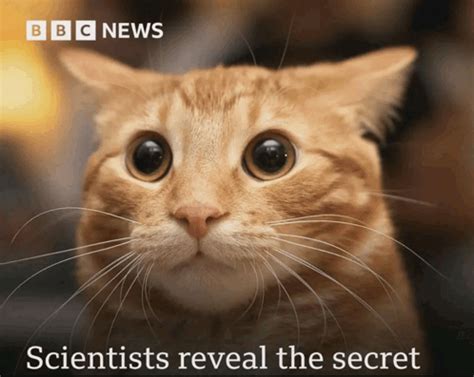 memes  secrets meme boxfights frstudios fortnite