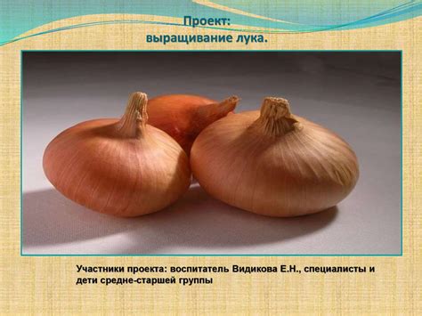 Выращивание лука (средняя группа) - презентация онлайн