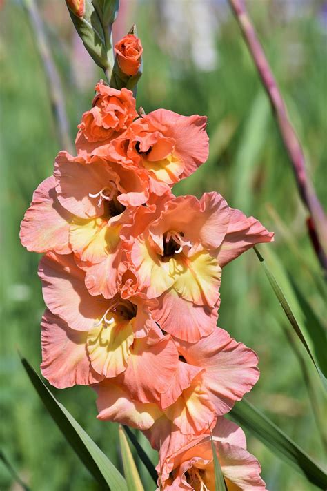 Gladiolus Gladidus Butterfly - Free photo on Pixabay