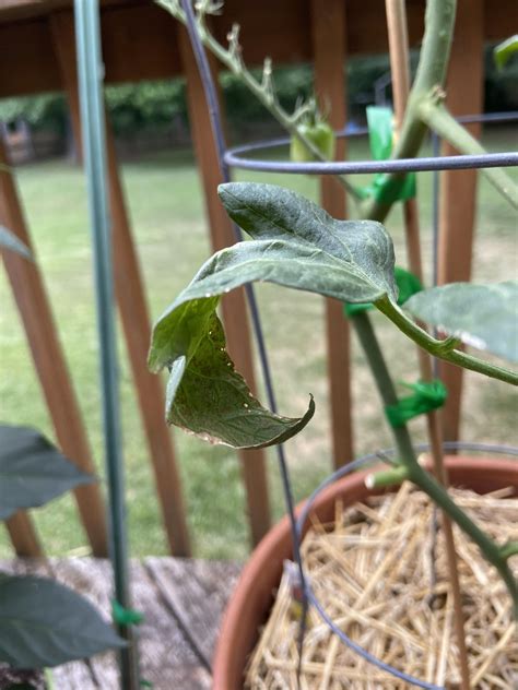 Why are tomato leaves curling forward? : r/gardening