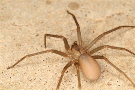 Picada de aranha: sintomas, fotos (e o que fazer) - Tua Saúde