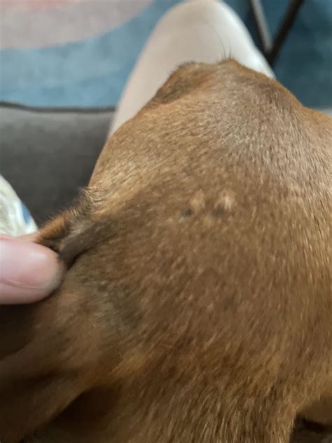 Small hard bumps on dog’s head-6year old dachshund, I noticed these