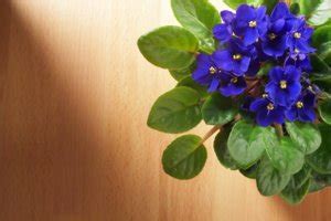Significado Da Flor Violeta - Descubra o significado das flores e use a seu favor | Personare