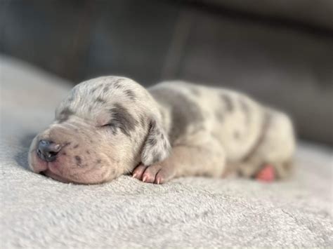 AKC Blue Merle Female Great Dane - Great Dane Puppies for Sale in