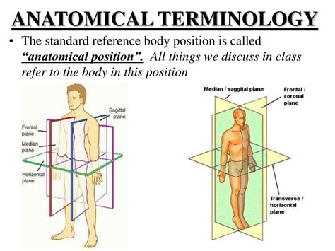PPT - HUMAN ANATOMY 101 PowerPoint Presentation, free download - ID:3388200