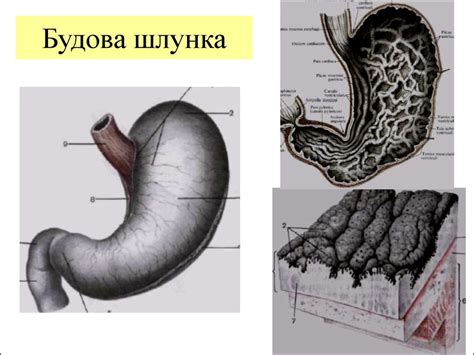 Приклади хвороби органів ШКТ - презентация онлайн