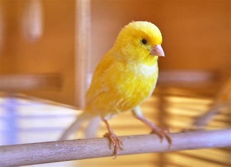 Canary Care Sheet | PetMD