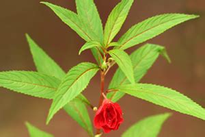 How to grow Balsam : Flowering plants Gardening