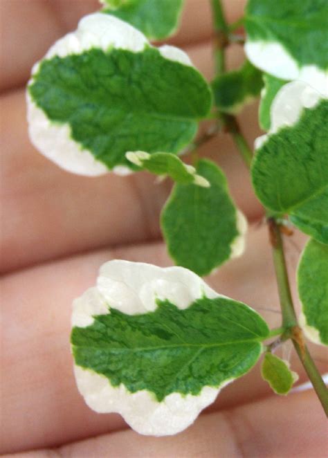 Ficus pumila Variegata 'Creeping Fig' - Elitereptifilesbase
